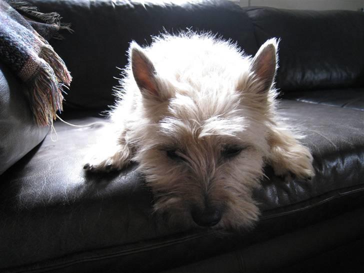 Cairn terrier Arthur billede 16