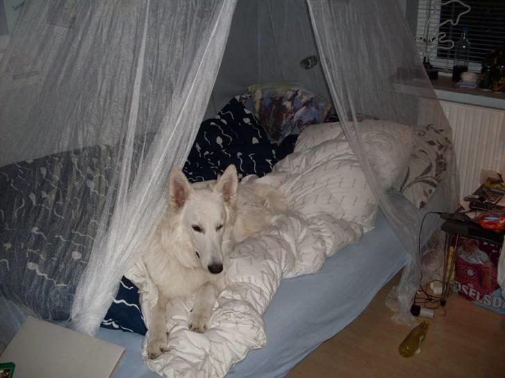 Hvid schæfer Silver billede 7