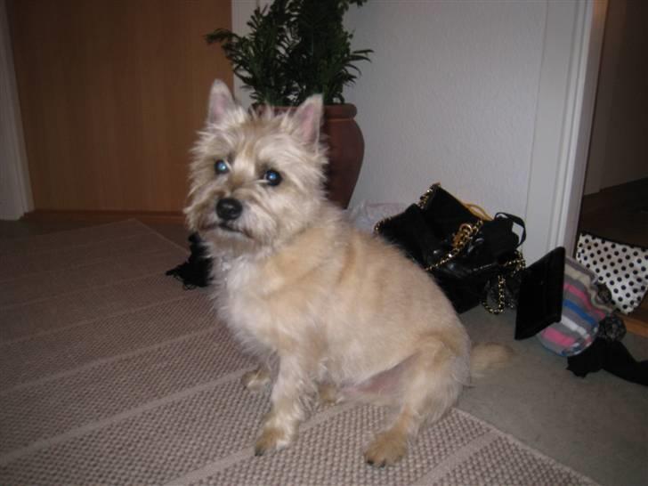Cairn terrier Arthur billede 17