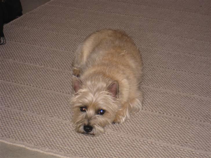 Cairn terrier Arthur billede 18