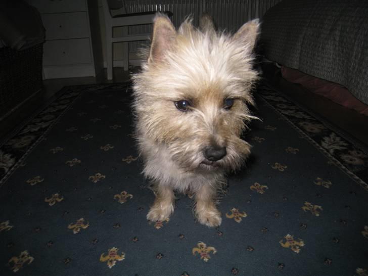 Cairn terrier Arthur billede 19