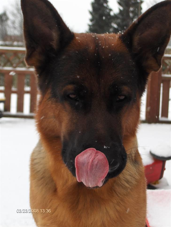 Schæferhund Kenzo - Kenzo skulle også  lige snage sneen hehe :o) billede 20