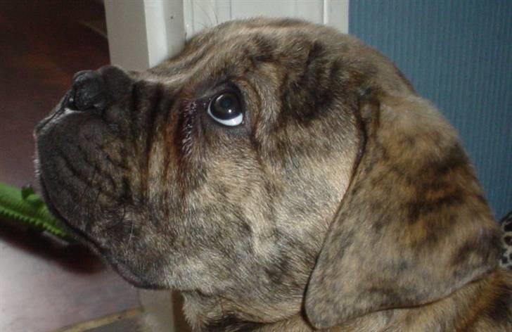 Bullmastiff NEWTON - D 23 Marts  billede 8