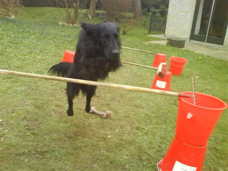 Kleiner münsterländer Asko - Kigger På MIlle billede 13