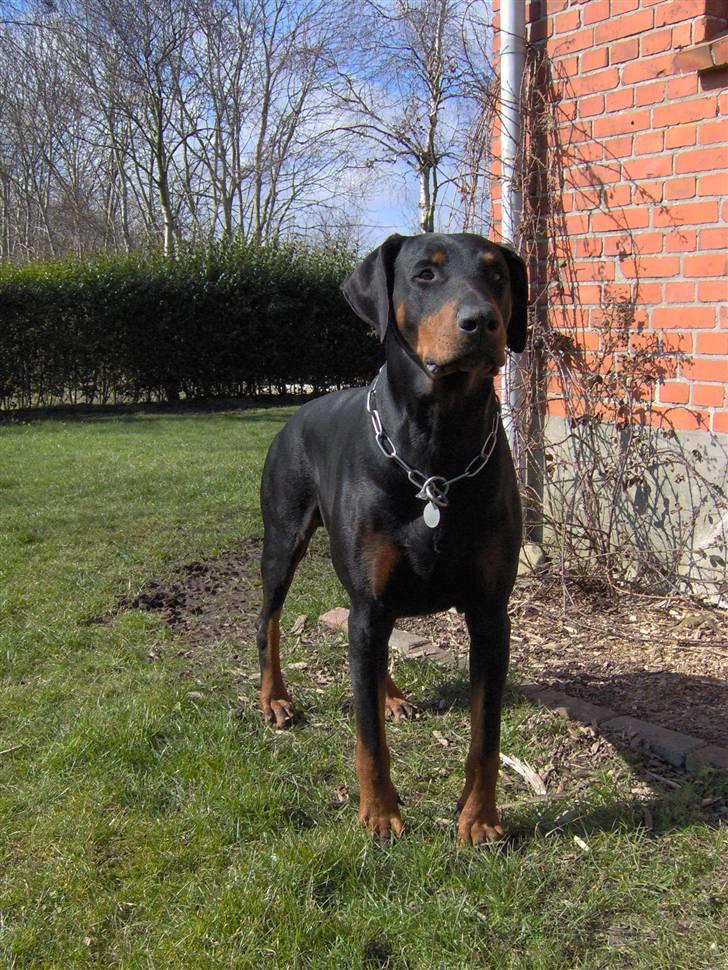 Dobermann Rosenlyst Amazing Murhfy R.I.P. - Fox holder vagt billede 1