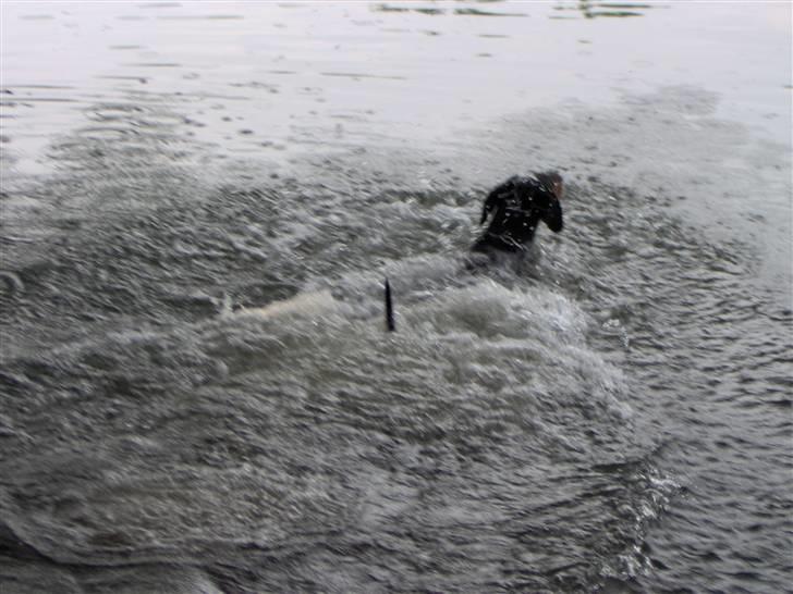 Dobermann Rosenlyst Amazing Murhfy R.I.P. - Fox på en af hans daglige svømmeture... billede 3