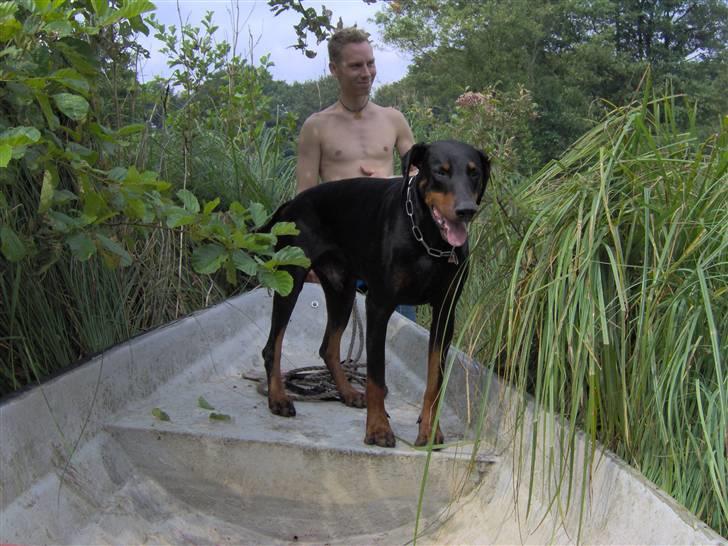 Dobermann Rosenlyst Amazing Murhfy R.I.P. - Fox med ud at sejle i søen billede 4