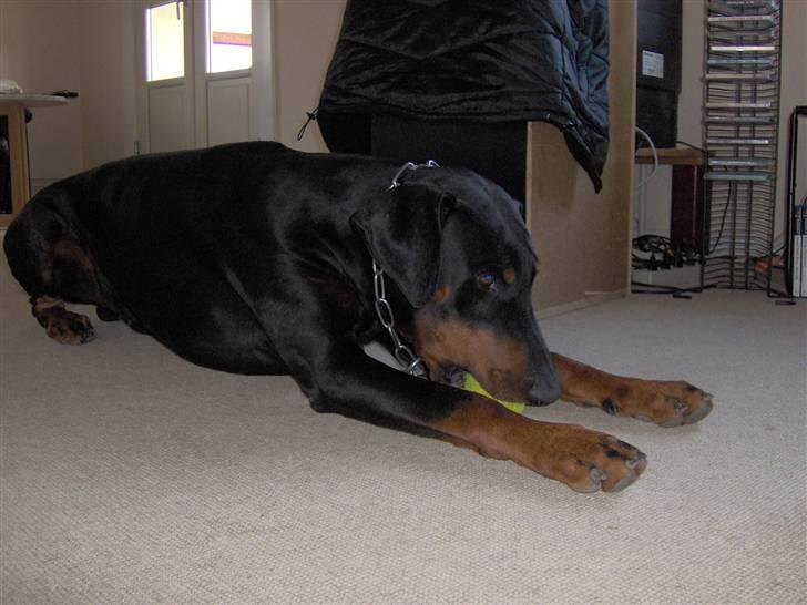 Dobermann Rosenlyst Amazing Murhfy R.I.P. - Fox og hans lille bold billede 5