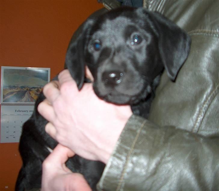 Blanding af racer Ayla - Ayla 7 uger gammel billede 1