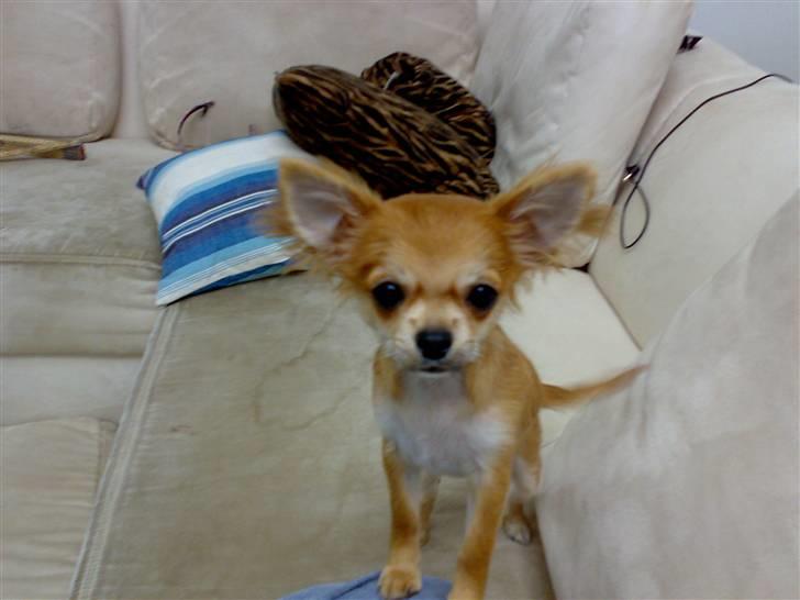 Chihuahua Perle billede 1