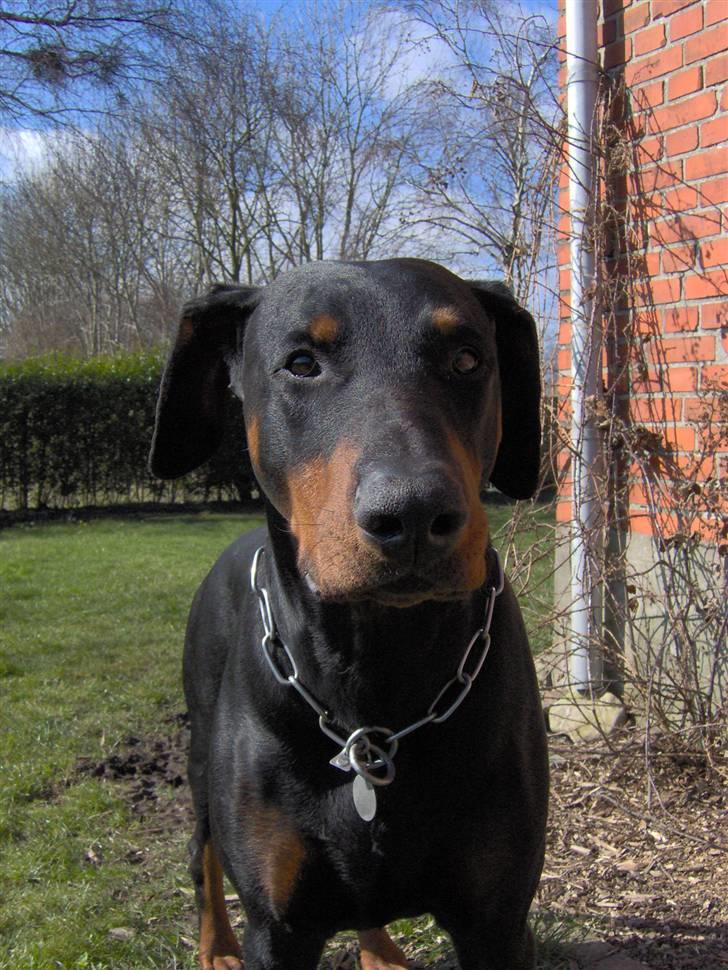Dobermann Rosenlyst Amazing Murhfy R.I.P. billede 6