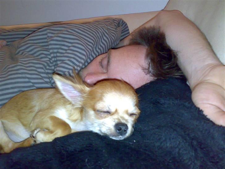 Chihuahua Perle billede 2