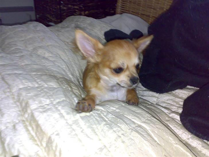 Chihuahua Perle billede 3