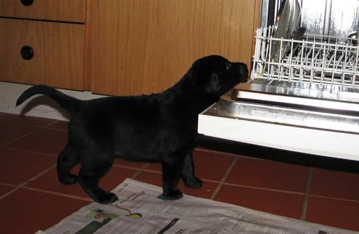 Blanding af racer Ayla - Ayla 7 uger gammel billede 2