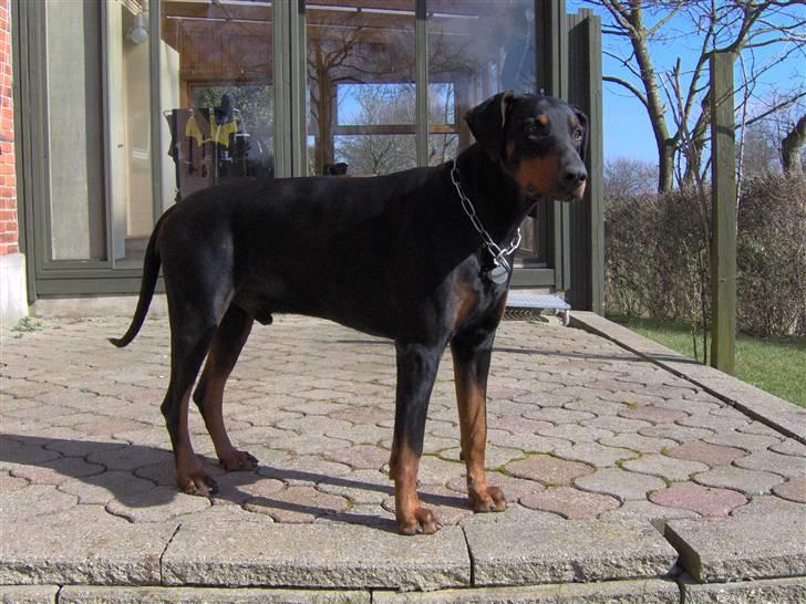 Dobermann Rosenlyst Amazing Murhfy R.I.P. - Fox billede 7
