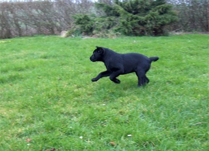 Blanding af racer Ayla - Ayla 9 uger gammel 1. dag hjemme hos os i haven billede 3