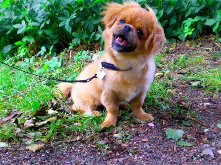 Tibetansk spaniel Cim-Cill Brassy Ludvig M. billede 1