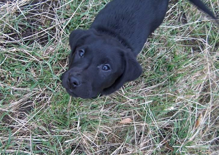 Blanding af racer Ayla - Ayla 9 uger gammel billede 4