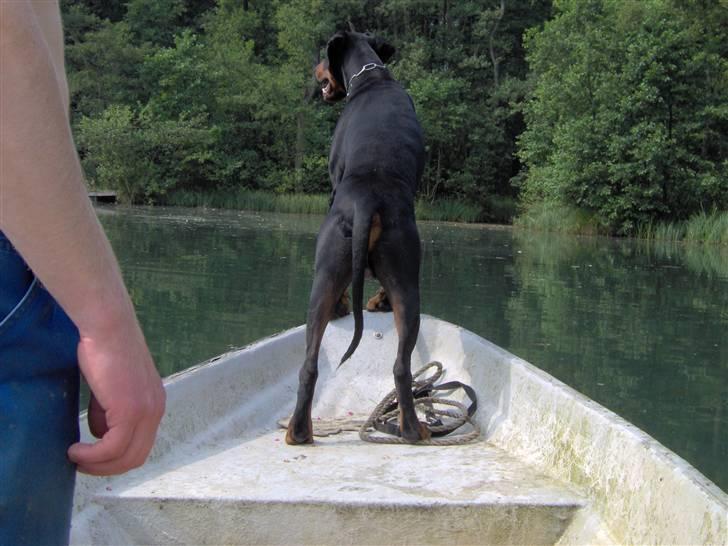 Dobermann Rosenlyst Amazing Murhfy R.I.P. - Styrhunden Fox billede 8