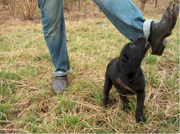 Blanding af racer Ayla - Ayla 9 uger gammel billede 5