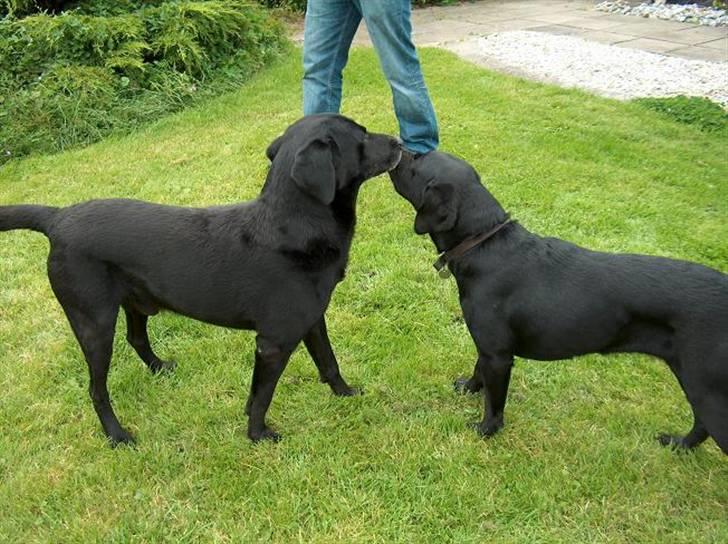 Blanding af racer Ayla - Far, Roddie" og mor "Fusse" billede 6