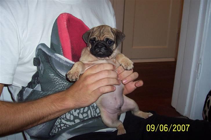 Mops Hugo Benzon billede 1