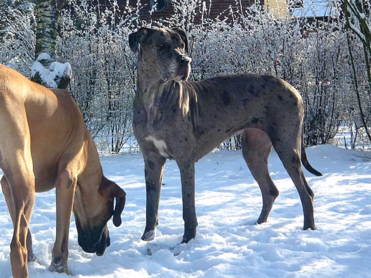 Grand danois Guffi billede 16