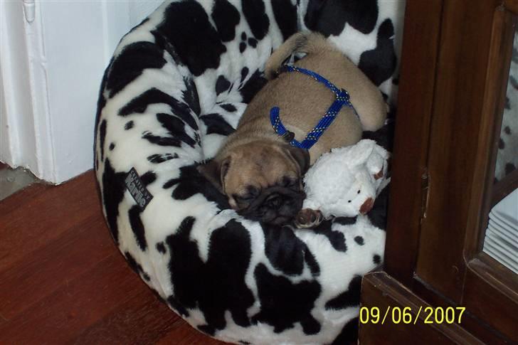 Mops Hugo Benzon billede 2