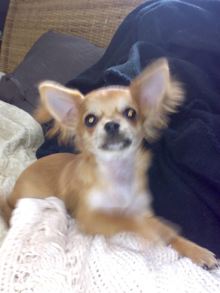 Chihuahua Perle billede 4