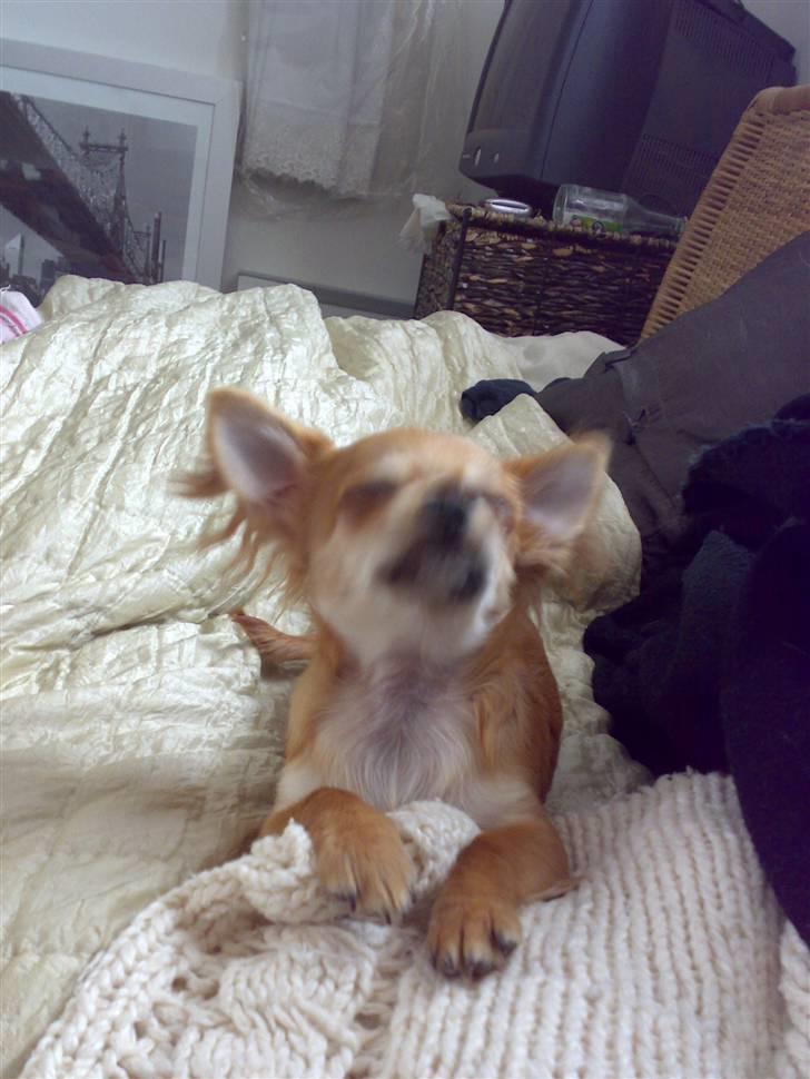 Chihuahua Perle billede 5