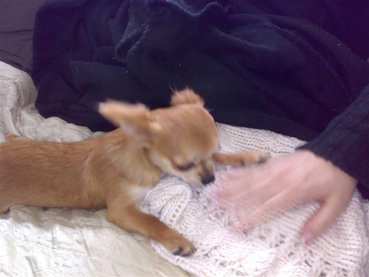 Chihuahua Perle billede 6