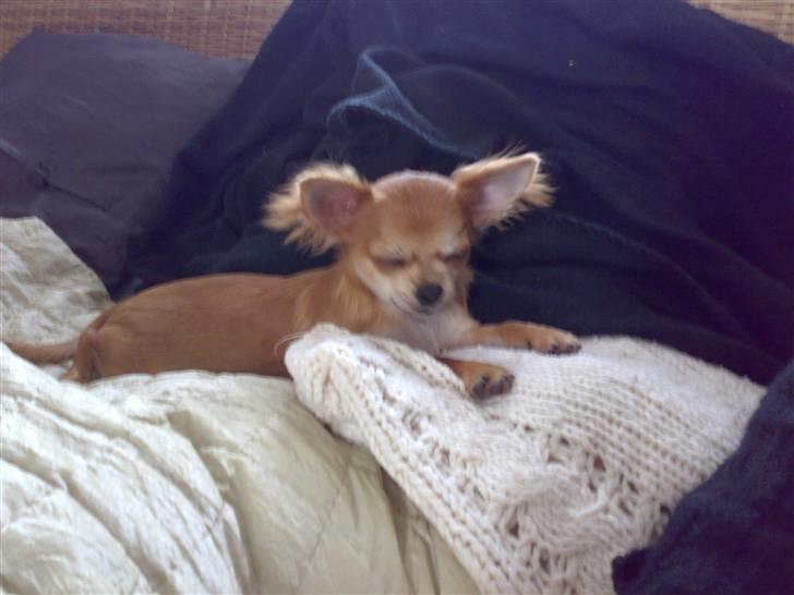 Chihuahua Perle billede 7