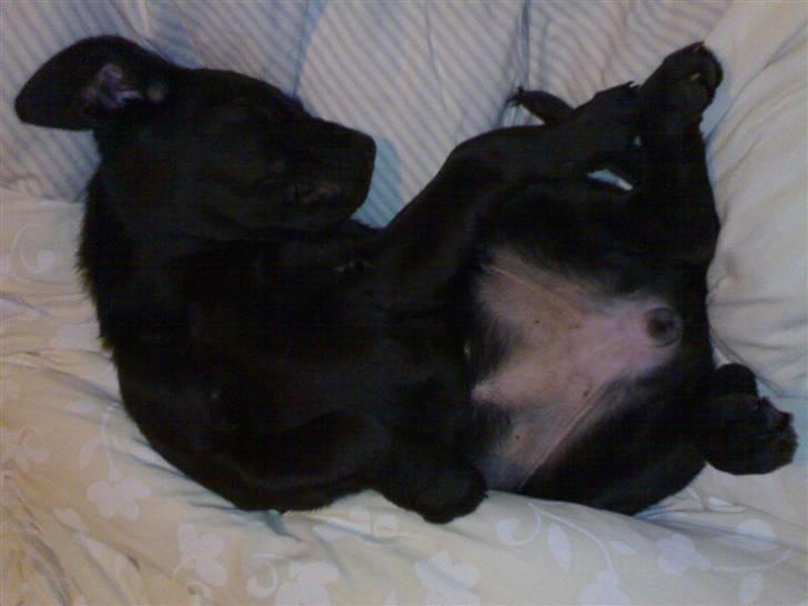 Blanding af racer Ayla - hygge i mors og fars seng!! 13 uger gammel billede 7