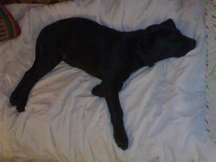 Blanding af racer Ayla - Ayla 12 uger gammel billede 8