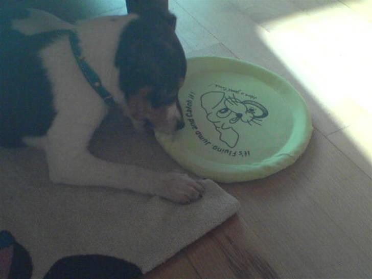 Dansk svensk gaardhund Olsen - Mit nye legetøj  :-) billede 7