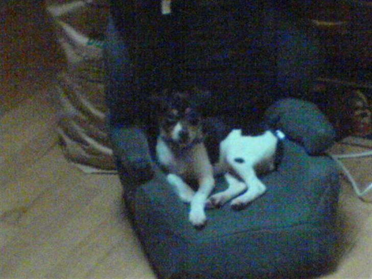 Dansk svensk gaardhund Olsen - Olsens farvorit plads  (midt i det hele..! ) Er jeg ikke DEJLIG? billede 8