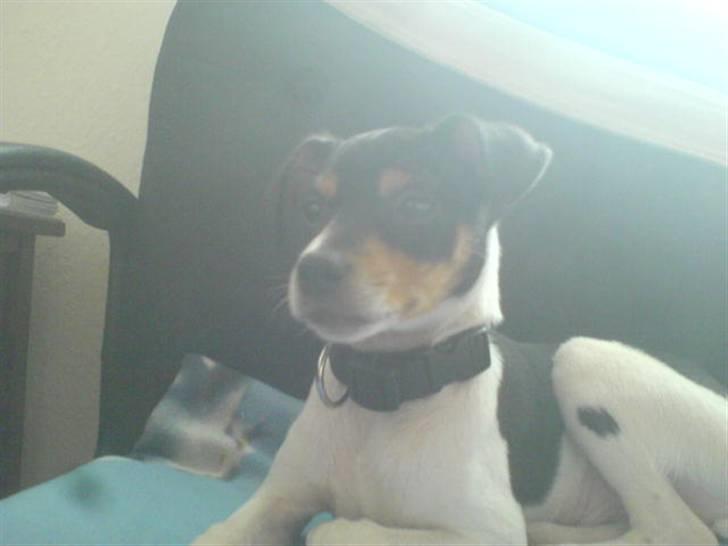 Dansk svensk gaardhund Olsen - Du kommer ikke ned og sidde..! billede 9