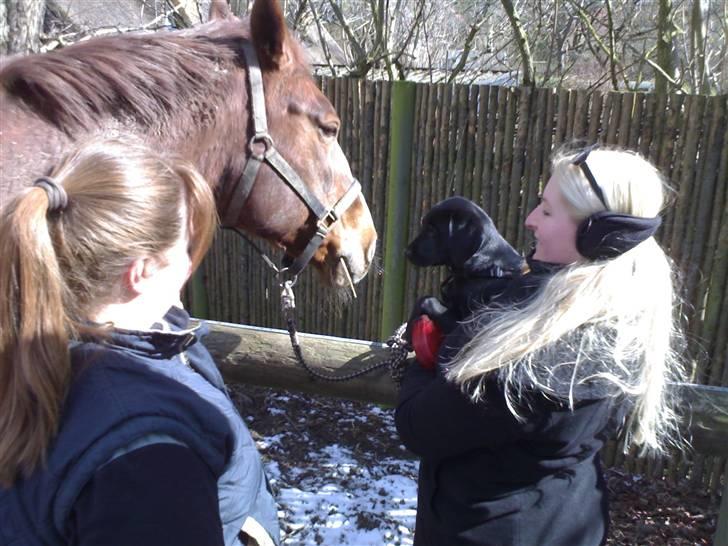 Blanding af racer Ayla - Ayla møder Mariannes hest Fiona billede 9