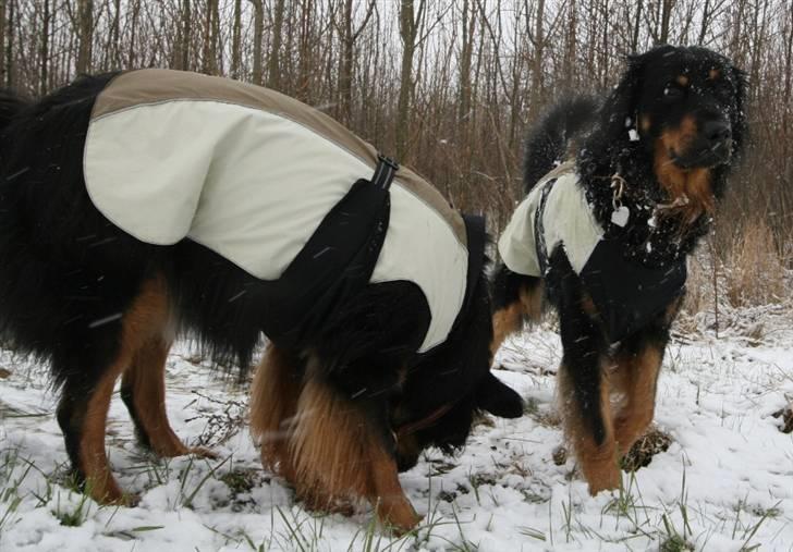 Hovawart Tao - Sne er dejligt, men vådt - Så Freya & Jeg vil have jakke på ;) billede 18