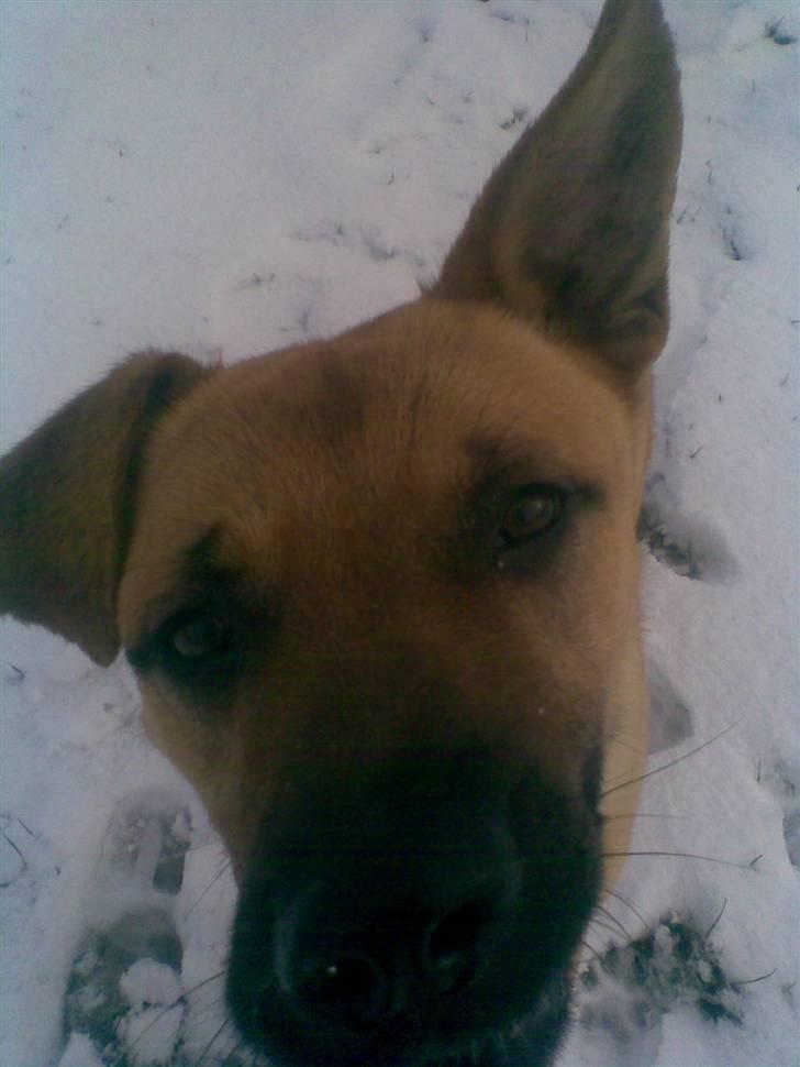 Blanding af racer Tyson - Nær billed..smiler billede 9