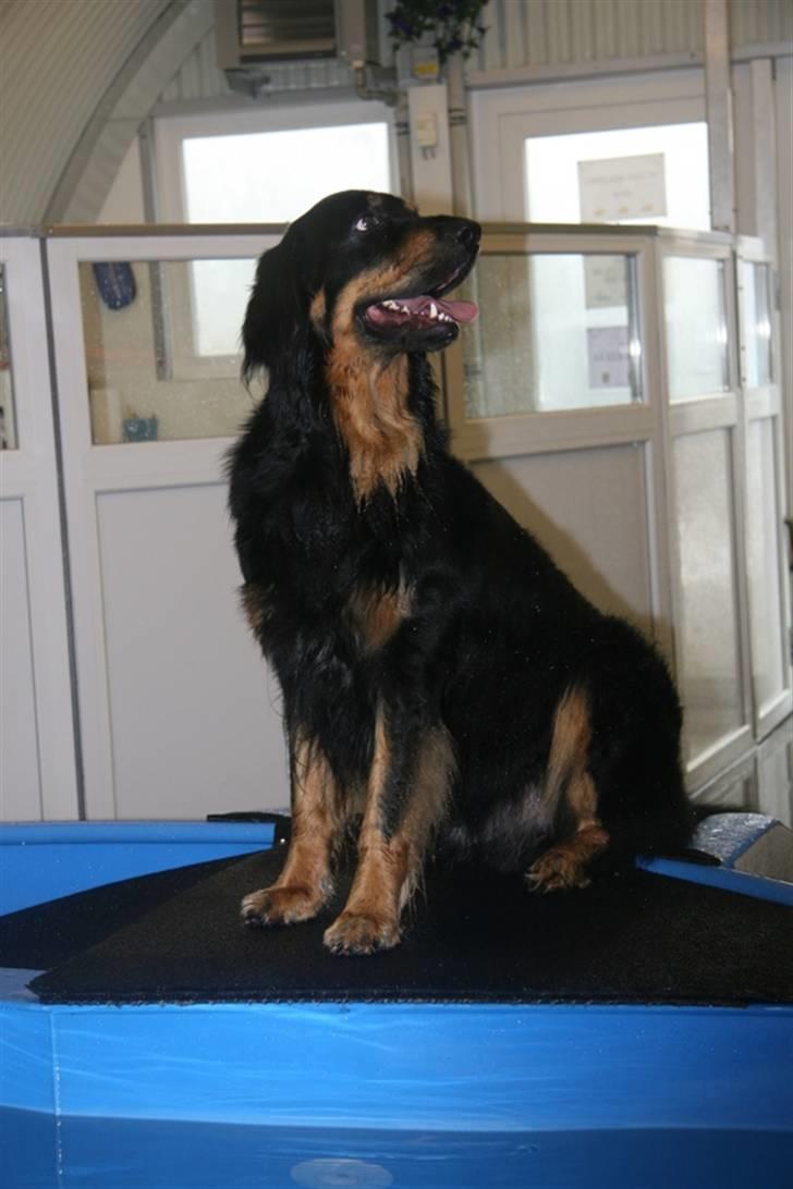 Hovawart Tao - Så sidder jeg på rampen til hundebassinet - Hvad så?? billede 19