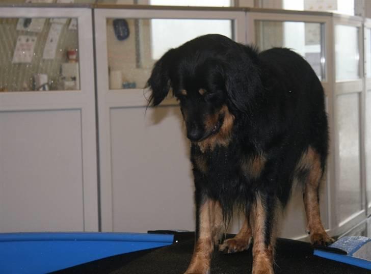 Hovawart Tao - Skal jeg ned i vandet?? Det kan du glemme!!! billede 20