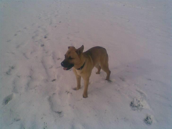 Blanding af racer Tyson billede 10