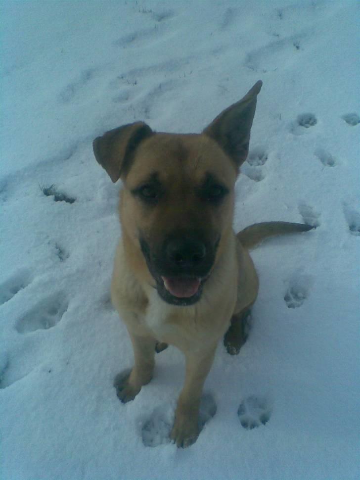 Blanding af racer Tyson billede 11