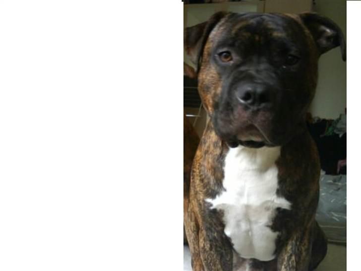 Amerikansk staffordshire terrier kenzo <3 billede 1