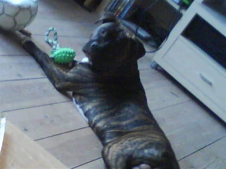 Amerikansk staffordshire terrier kenzo <3 billede 2