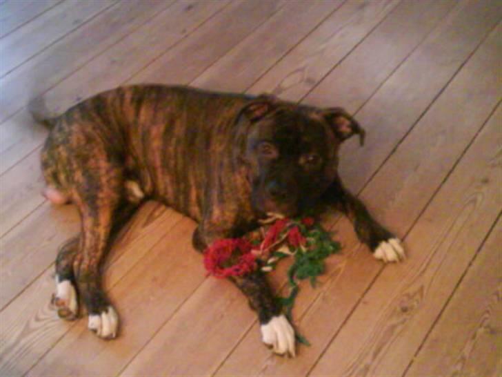 Amerikansk staffordshire terrier kenzo <3 billede 3