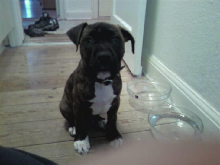 Amerikansk staffordshire terrier kenzo <3 billede 4