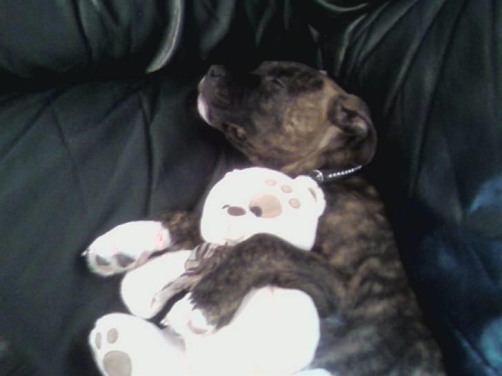 Amerikansk staffordshire terrier kenzo <3 billede 5