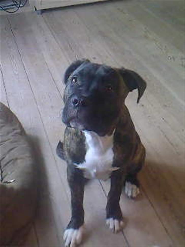 Amerikansk staffordshire terrier kenzo <3 billede 6